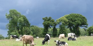 Ligero aumento de la superficie y número de animales beneficiados con ayudas asociadas de la PAC vacas