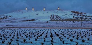 ¿Cómo puede afectar la nieve al viñedo?