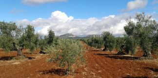 Afirman que la nueva PAC “arruinará al agricultor” olivos