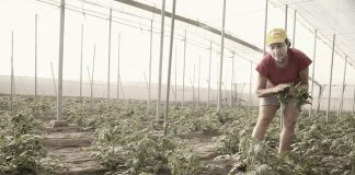 La dictadura de lo cotidiano. Reflexiones de una mujer rural. Por Inmaculada Idañez, agricultora, responsable del Área de la Mujer de COAG y Presidenta de CERES