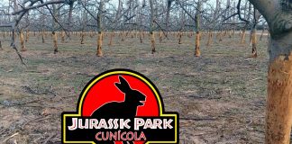 Jurassic Park cunícola en el campo español: Una inédita plaga de conejos híbridos dispara las alarmas entre miles de agricultores
