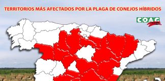 La plaga de conejos ha causado ya daños en un millón de hectáreas del campo español