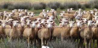 Los perros pastores, finalmente excluidos de la Ley de Protección de los Derechos y el Bienestar Animal