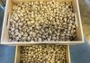 Recomienda a agricultores no precipitarse a la hora de vender sus pistachos pistacho