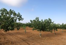 La cosecha de pistacho de Castilla-La Mancha caerá notablemente esta campaña pistachos