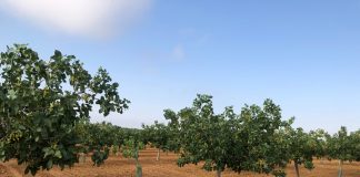 Un importante grupo inversor compra 800 hectáreas de pistacho y construirá con socios la procesadora La Mancha Farms pistachos