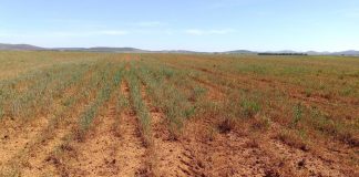 Estiman en casi doscientos millones de euros las pérdidas en los cereales de secano