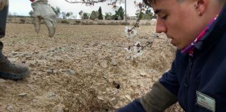 Comienza la instalación de trampas ante la plaga de conejos