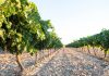 Castilla-La Mancha convoca las ayudas de reestructuración y reconversión de viñedo reestructuración de viñedo