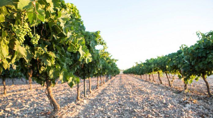 Castilla-La Mancha convoca las ayudas de reestructuración y reconversión de viñedo reestructuración de viñedo