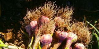 Las buenas producciones de ajo español pueden compensar la reducción de superficie plantada ajo