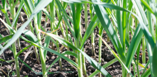 La superficie sembrada de ajo bajará esta campaña en España entre un 15 y un 20 por ciento ajos