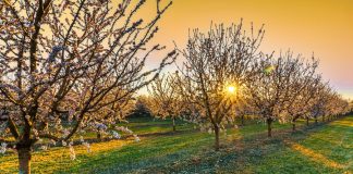 Advierten sobre las principales amenazas para los almendros de Castilla-La Mancha almendros en flor