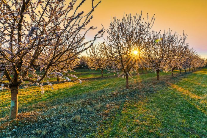 almendros en flor