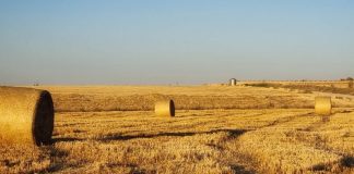 SAECA avaló cerca de 7.500 nuevos préstamos a agricultores y ganaderos en 2022 cereal