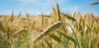 Los precios de los cereales suben un 4 por ciento en julio por Ucrania y el clima cereal