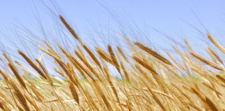 La producción de cereales en la Unión Europea bajará casi el 5 por ciento cereales