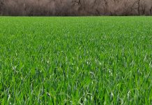 Aplicación adecuada de herbicidas de postemergencia en cereales cereales