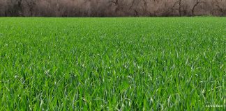 Los agricultores piden a San Isidro que escampe y precios rentables para el cereal cereales