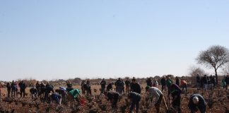 Elegidos los mejores podadores de viña de Castilla-La Mancha podadores