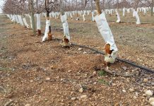 Vídeo. Los conejos devoran los cultivos de La Mancha daños conejos