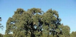 Calculan que una sola región española puede perder más de cien millones por los ecorregímenes de la PAC dehesa