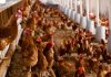 110.000 gallinas ponedoras serán sacrificadas en un pueblo de Toledo por la gripe aviar gallinas