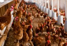 110.000 gallinas ponedoras serán sacrificadas en un pueblo de Toledo por la gripe aviar gallinas