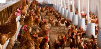 110.000 gallinas ponedoras serán sacrificadas en un pueblo de Toledo por la gripe aviar gallinas