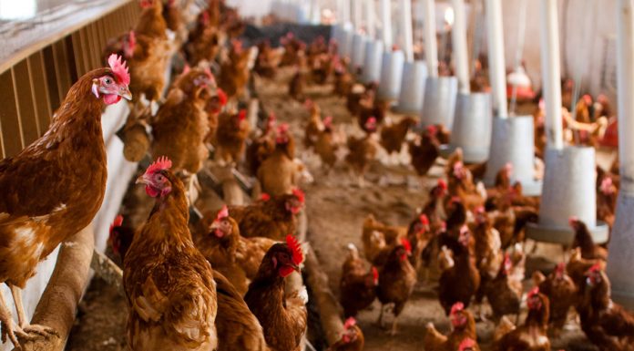 Castilla-La Mancha establece la vacunación obligatoria frente a la enfermedad aviar de Newcastle gallinas