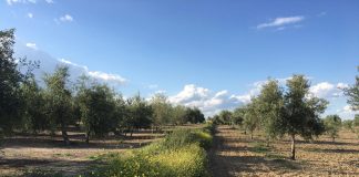 Advierten que si se incumplen los ecorregímenes en la PAC 2023 la superficie determinada es cero y, por consiguiente, no hay ayuda olivos Jaén