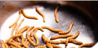 Los alimentos con insectos: un negocio que no termina de despegar en España insectos plato