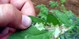 Cómo prevenir los brotes de Tuta en tomate cuando llegue la primavera