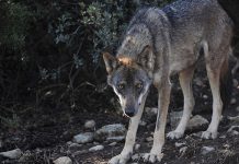 Castilla-La Mancha aumenta la prima de las ayudas a ganaderos por ataques de lobos y aves necrófagas lobo