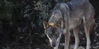 Castilla-La Mancha aumenta la prima de las ayudas a ganaderos por ataques de lobos y aves necrófagas lobo