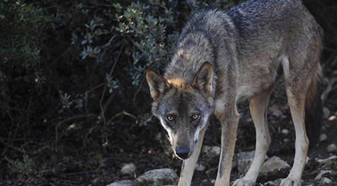 Castilla-La Mancha aumenta la prima de las ayudas a ganaderos por ataques de lobos y aves necrófagas lobo