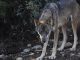 Castilla-La Mancha aumenta la prima de las ayudas a ganaderos por ataques de lobos y aves necrófagas lobo
