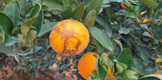 Pide máxima prevención contra una plaga de Sudáfrica que en Andalucía y Portugal ya afecta a cítricos, caquis y aguacates