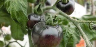 El tomate Kumato, siempre a punto para comer