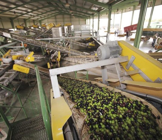 Las almazaras han sacado ya al mercado más del 82 por ciento del aceite producido almazara