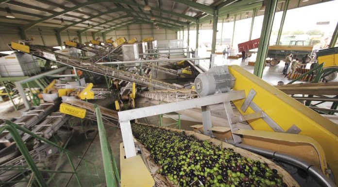 Una investigación estima que más de 200 almazaras de aceite desaparecerán o cambiarán en los próximos años almazara