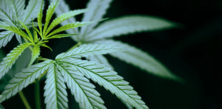 Cómo el aceite de CBD puede ayudar a aliviar los síntomas de la ansiedad: una guía completa CBD