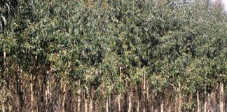 Destacan el valor medioambiental y económico del eucalipto