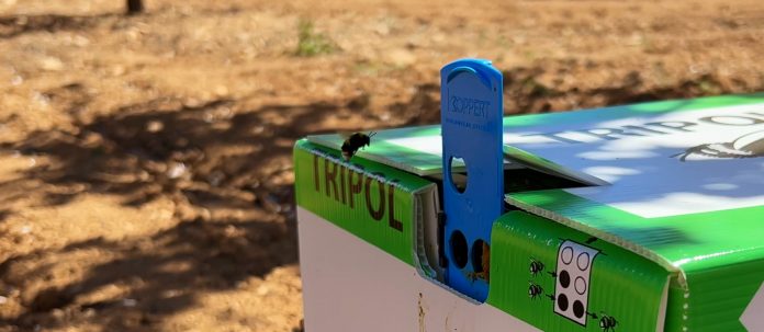 polinización abejorros