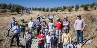 Europa reconoce los avances en el control de la erosión en olivar