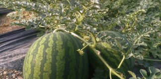 Estiman un descenso de la superficie de melón y un aumento de la de sandía en Castilla-La Mancha