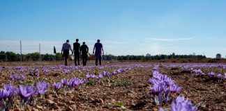 Nace OPAZ, una nueva cooperativa que agrupa a más de ochenta productores de azafrán D.O. La Mancha azafrán