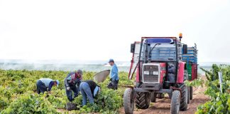 Castilla-La Mancha recibe 514 millones de la campaña PAC 2024 vendimia