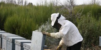 El sector apícola recuperará la ayuda al gasoil apicultor