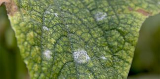 Biosulfur, el azufre mojable de origen biológico que es más soluble y eficaz oídio